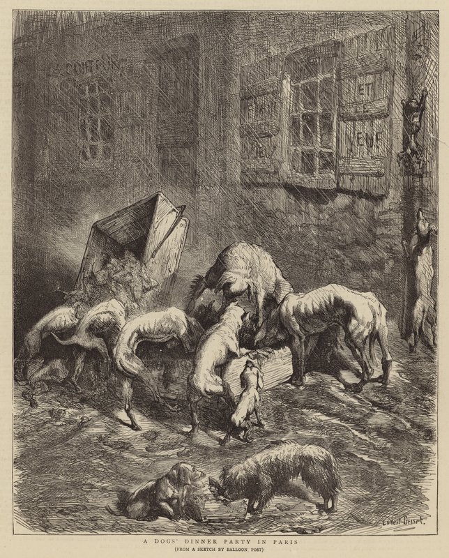 A Dogs