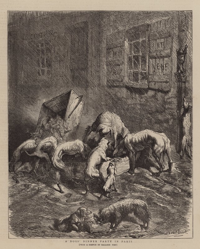 A Dogs