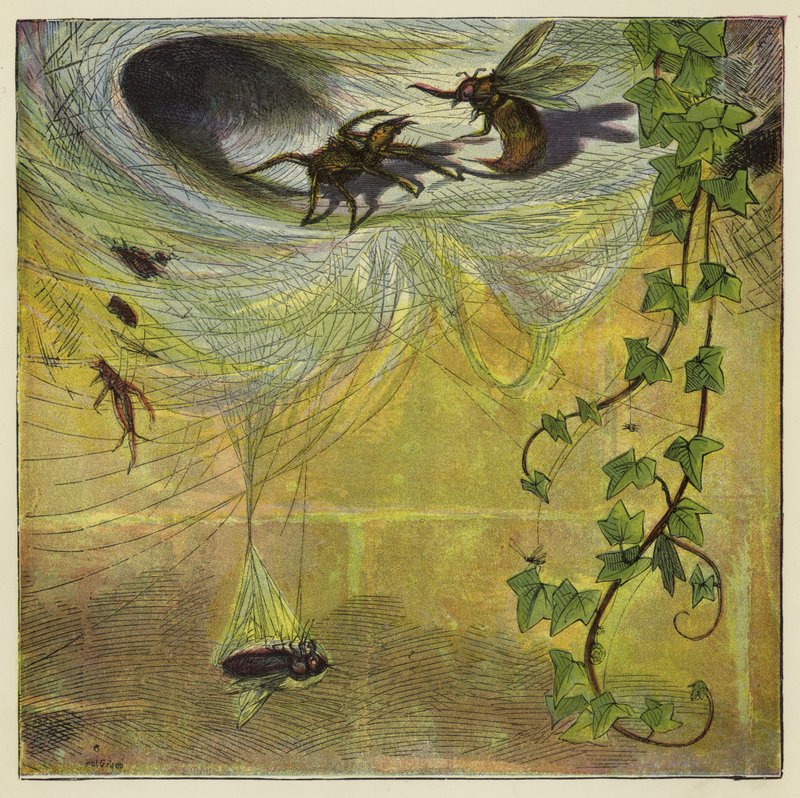 Spider, Fly and Bee by Ernest Henry Griset