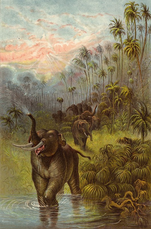 Sunset in the Tropics by Ernest Henry Griset
