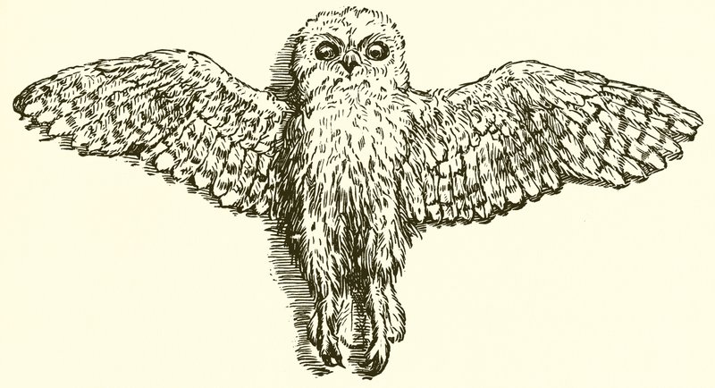 The Eagle and the Owl by Ernest Henry Griset