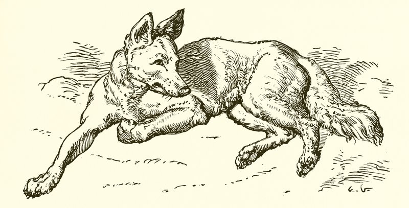 The Wolf in Sheep