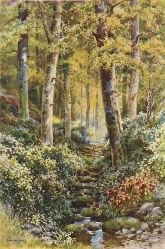 Fairlight Glen by Ernest William Haslehust
