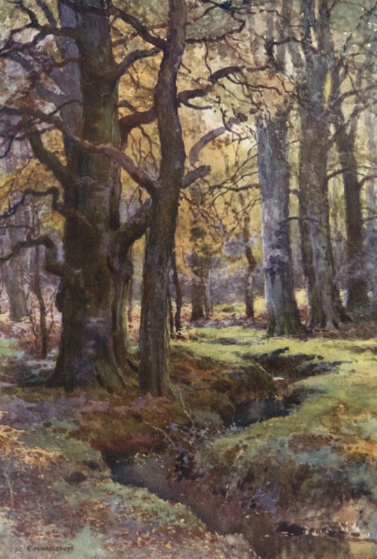 In Mallard Wood by Ernest William Haslehust