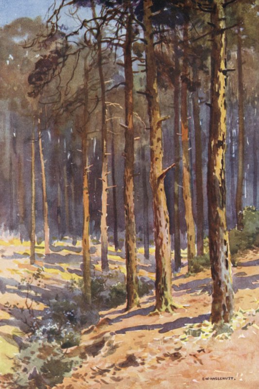Talbot Woods, Bournemouth by Ernest William Haslehust