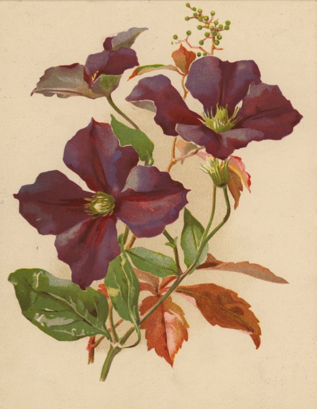 Clematis and Virginian Creeper by Ethel C. Nisbet