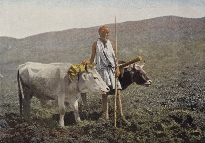 Kabyle Carriage by European Photographer
