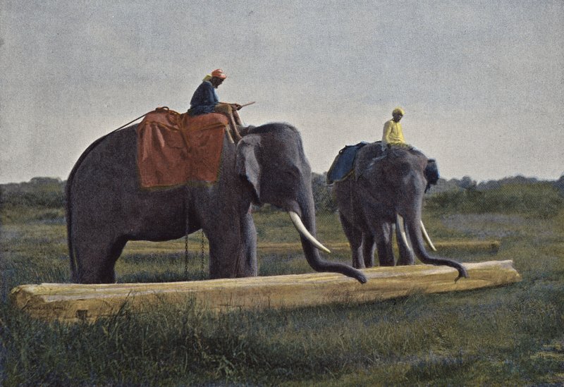 Ceylon, Elephants Dragging a Log by European Photographer