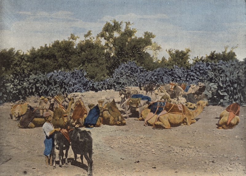 Camels at Rest by European Photographer