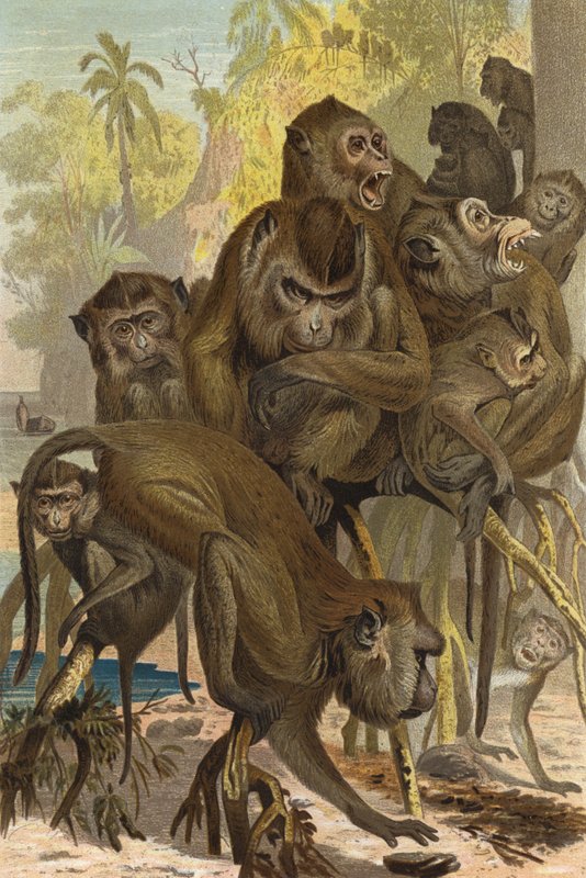 Macaque by European School