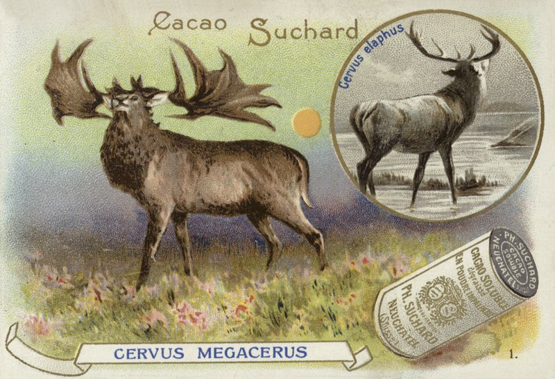 Megaloceros and red deer by European School