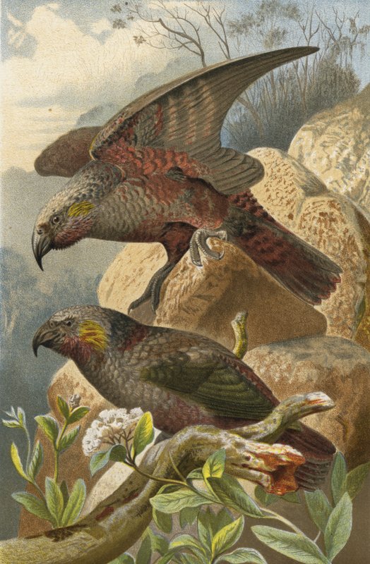 Nestor Parrot by European School