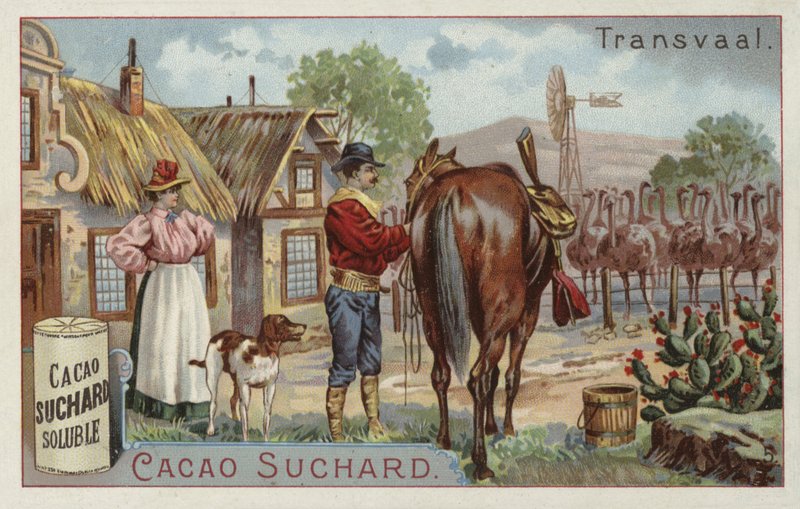 Ostrich farm, Transvaal by European School
