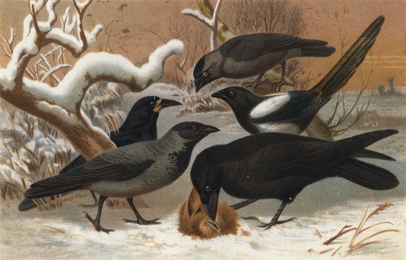 Ravens by European School