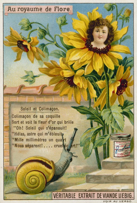 Sunflower and Snail by European School