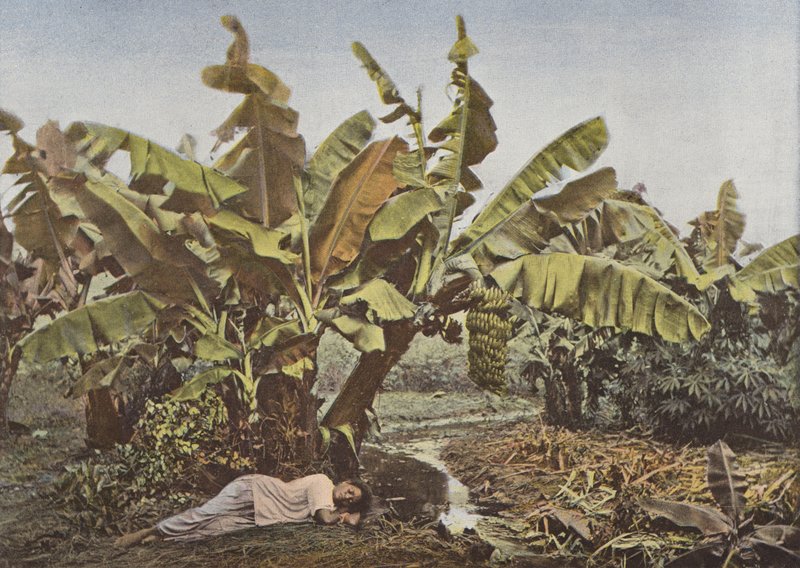 Banana Tree and Cassava by European Photographer