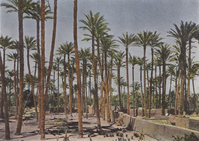 Palm Trees of the Vautiers House by European Photographer