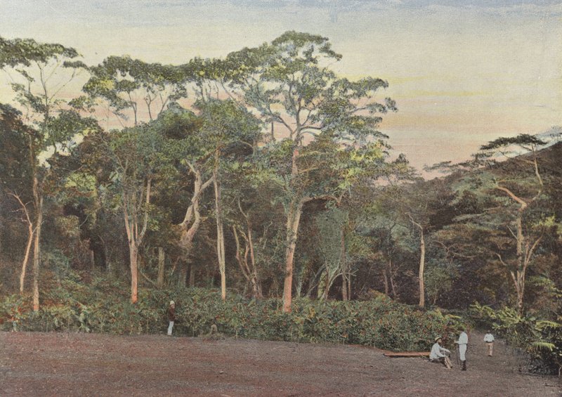 Coffee Plantation Under Maoulis Trees by European Photographer