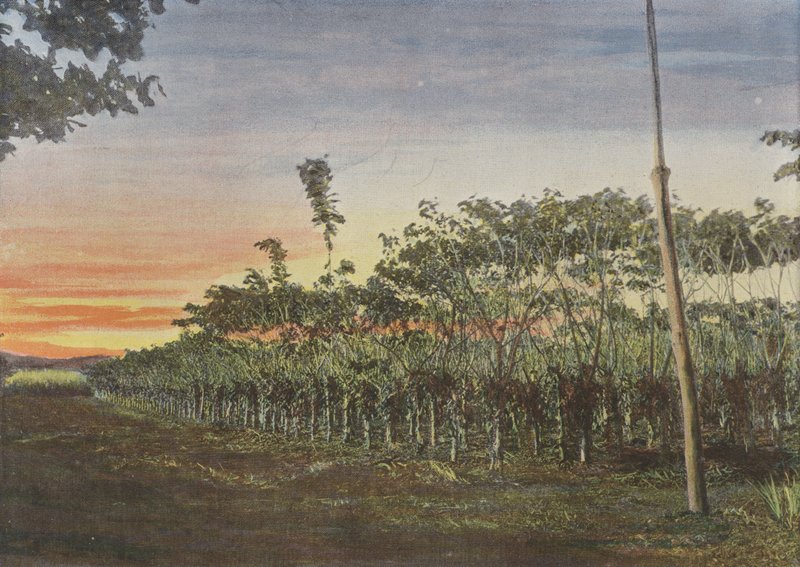 Vanilla Plantation Under Acacias by European Photographer