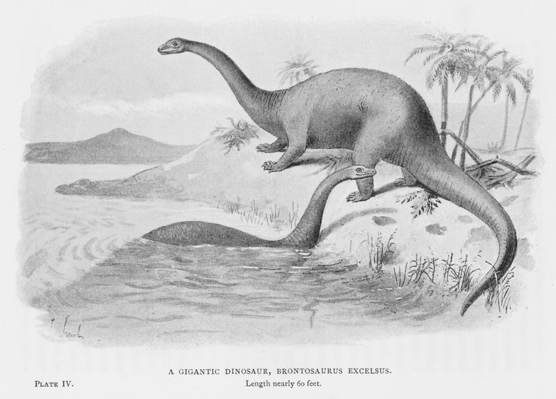 A Gigantic Dinosaur, Brontosaurus Excelsus by European School