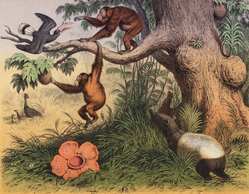 A Swamp in Sumatra by European School