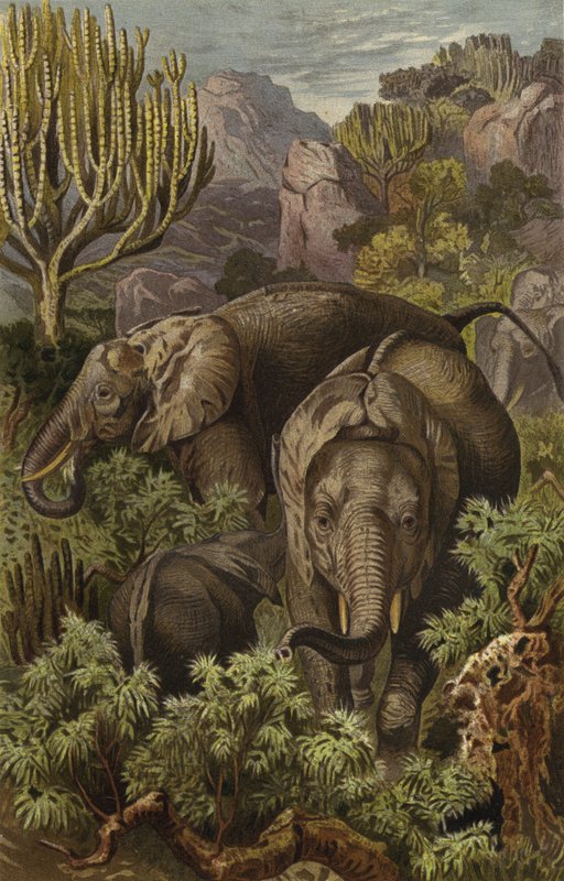 African Elephant by European School