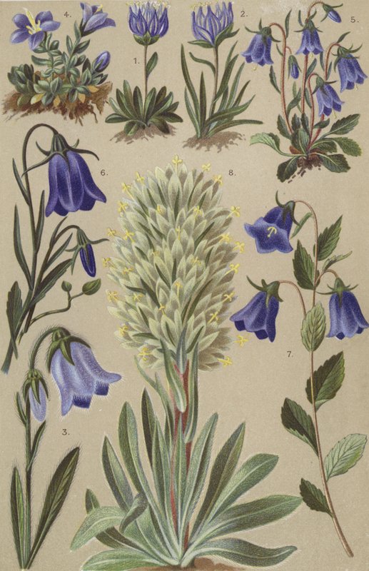 Alpine flora by European School