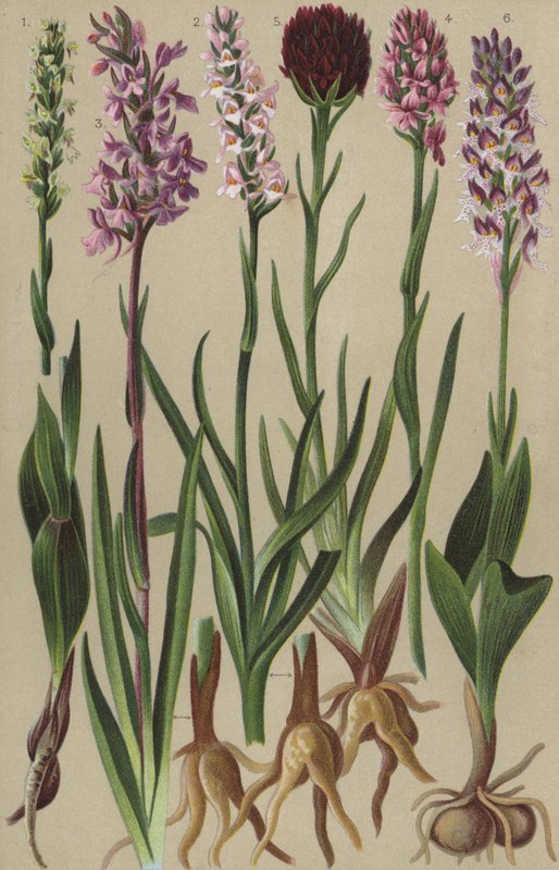 Alpine flora by European School