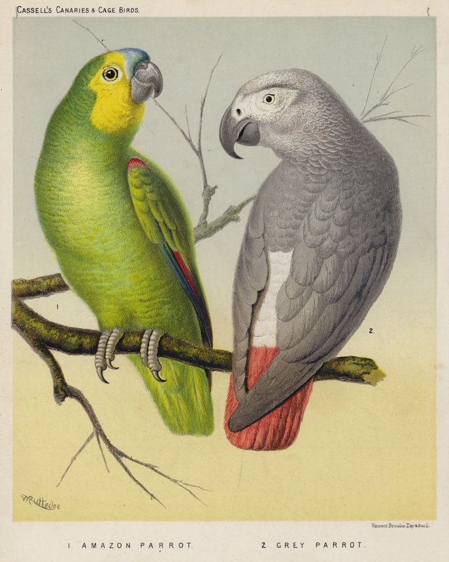 Amazon Parrot, Grey Parrot by European School
