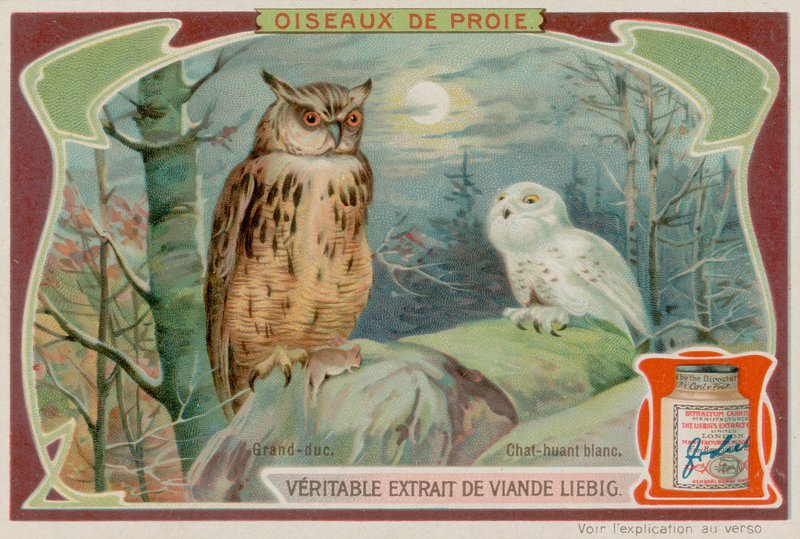 An Eagle Owl and a White Owl by European School