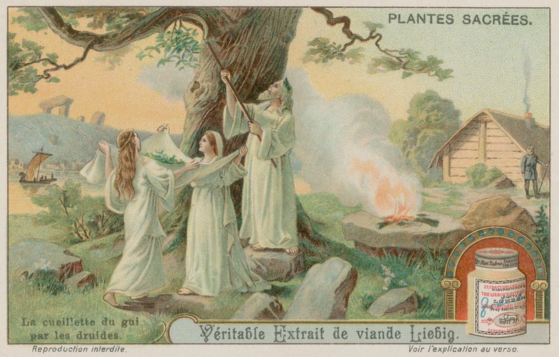 Ancient Druids Gathering Mistletoe by European School