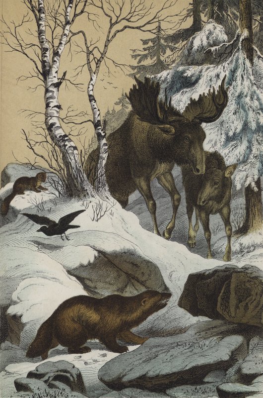 Animals and Plants of Lapland by European School