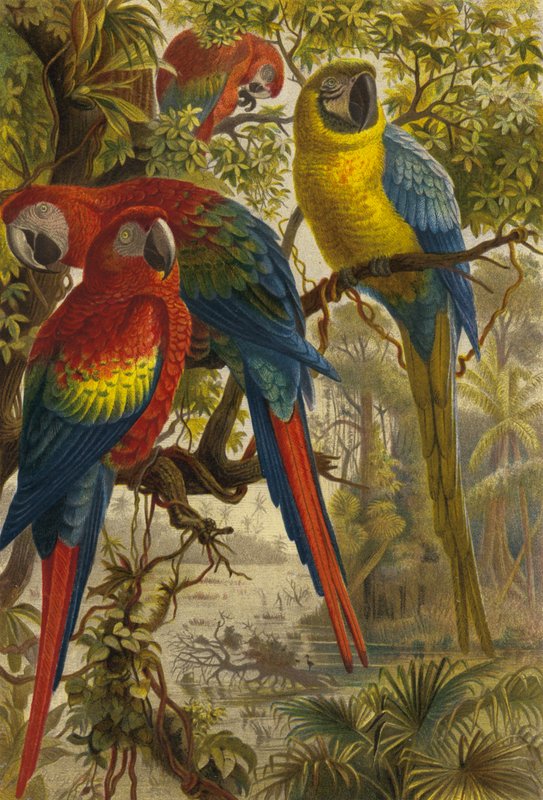 Macaws by European School