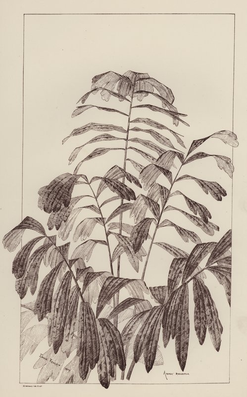 Arenga Saccharifera by European School