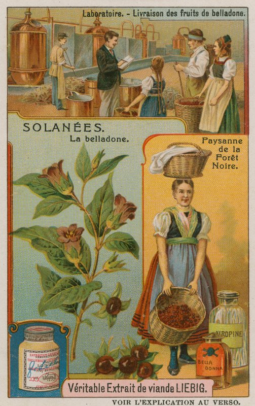 Atropa Belladonna or Nightshade by European School