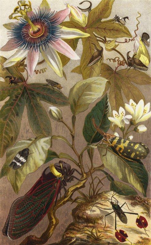 Foreign Cicadas by European School