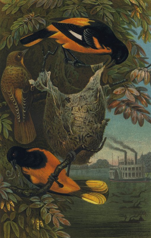 Baltimore Oriole by European School