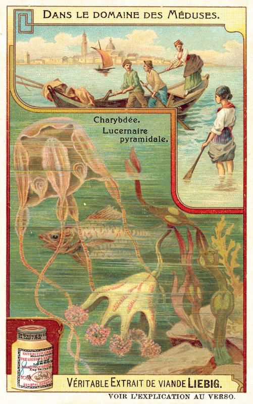 Charybdis and Pyramidal Lucernia by European School