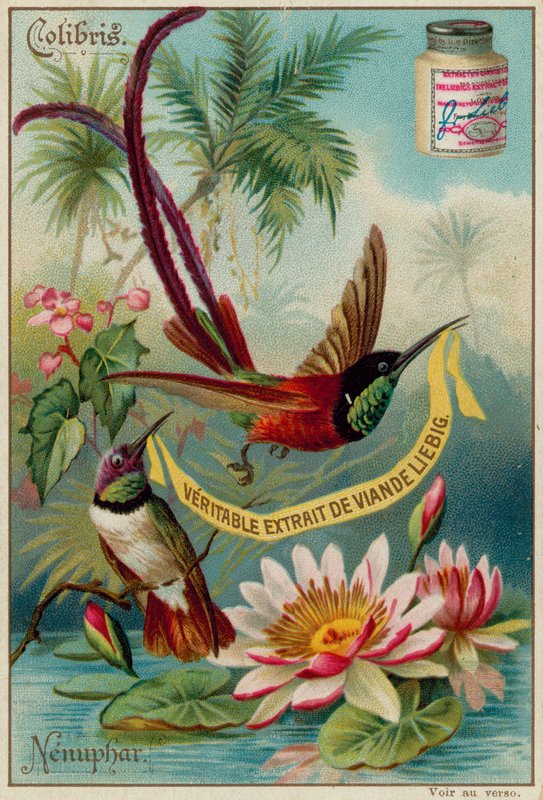 Hummingbirds and Water Lilies by European School