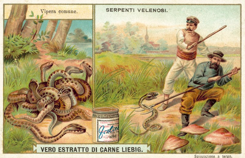 Common Adder by European School