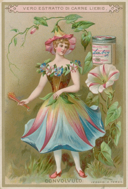Convolvulus Flower Girl by European School