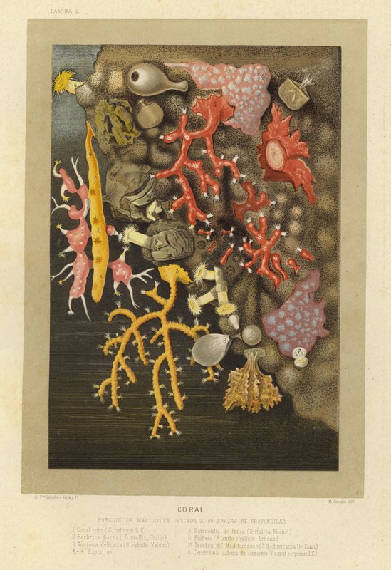 Coral by European School