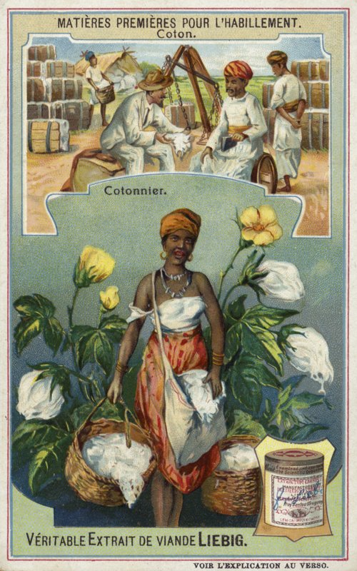 Cotton: Cotton Picker by European School
