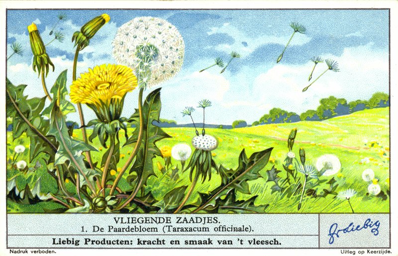 Dandelion (Taraxacum officinale) by European School