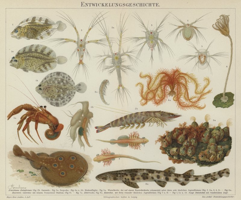 Development of marine life by European School