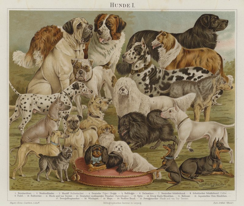 Dogs by European School