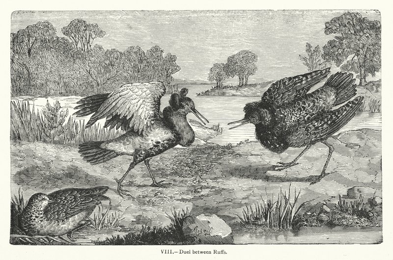 Duel Between Ruffs by European School
