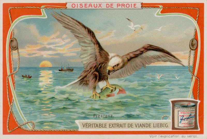 Eagle by European School