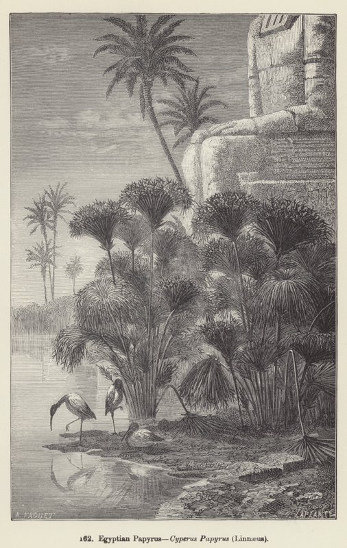 Egyptian Papyrus, Cyperus Papyrus, Linnaeus by European School