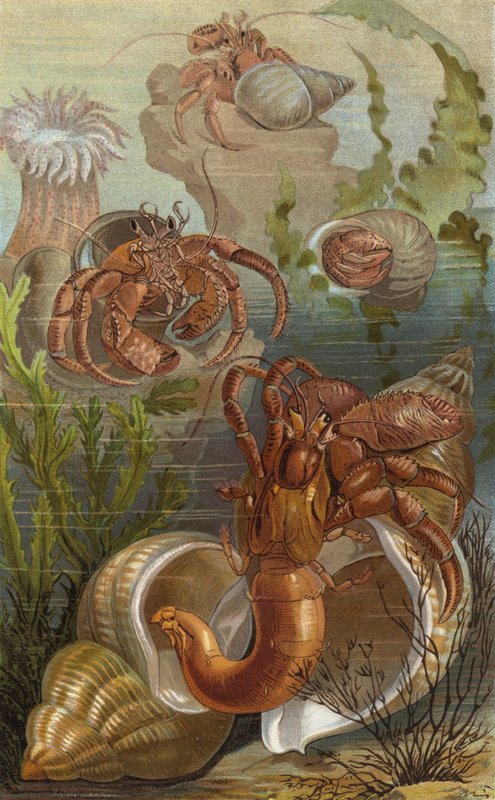 Hermit Crabs by European School